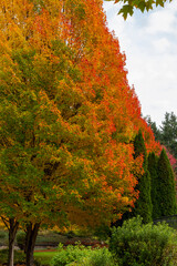 Maple tree blushing with fall color