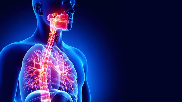 Human respiratory system anatomy glowing red and pink lungs