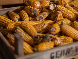 Wooden crate filled with damaged corn cobs showing fungal growth and natural decay