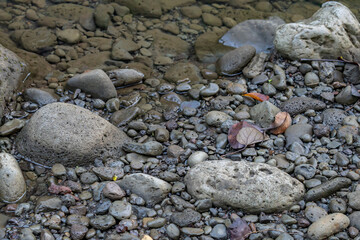 Moanalua Valley Trail , Honolulu, Oahu, Hawaii. Moanalua Stream. Older alluvium. Sand and gravel