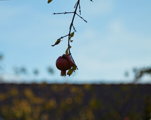 Single ripe cracked pomegranate hanging from a slender branch with green leaves against a soft blue sky, showcasing the beauty of nature and the simplicity of fruit in a serene outdoor setting