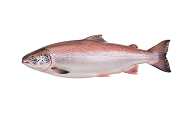 Seafood retail packaging asset for Atlantic salmon whole fish for grocery circulars or hotel restaurant cafe catalogs or fishmonger boards about labeling and catch method for sustainability claims