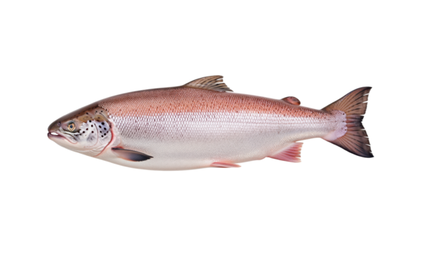 Seafood retail packaging asset for Atlantic salmon whole fish for grocery circulars or hotel restaurant cafe catalogs or fishmonger boards about labeling and catch method for sustainability claims