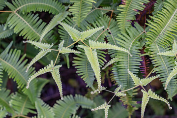 Dicranopteris linearis is a common species of fern, Old World forked fern, uluhe (Hawaiian), and dilim (Filipino). Moanalua Valley Trail , Honolulu, Oahu, Hawaii.