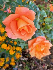 orange flowers in garden