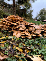 A cluster of glossy brown mushrooms growing on a grassy slope surrounded by autumn leaves. The scene feels damp and earthy after rain, with a small wooden hut and trees in the background. 