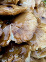 A cluster of glossy brown mushrooms growing on a grassy slope surrounded by autumn leaves. The scene feels damp and earthy after rain, with a small wooden hut and trees in the background. 