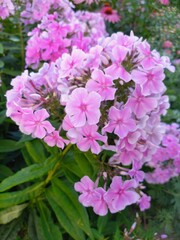 pink hydrangea flowers