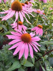 pink and purple flowers