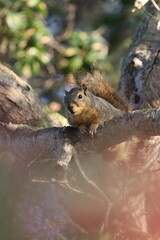 A curious squirrel rests on a tree branch in dappled sunlight.
