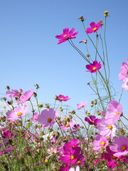 風吹くコスモス畑と空