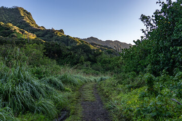 Themeda villosa, Themeda is a genus of plants in the grass family. Moanalua Valley Trail , Honolulu, Oahu, Hawaii. Koʻolau Range / shield volcano.