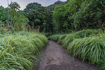 Obraz premium Themeda villosa, Themeda is a genus of plants in the grass family. Moanalua Valley Trail , Honolulu, Oahu, Hawaii. Koʻolau Range / shield volcano.