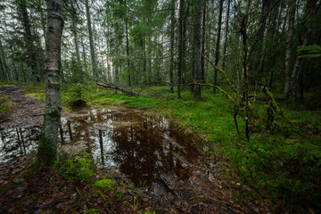 Forest reflections after rain