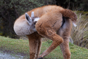 Obraz premium Cute and furry wild alpaca juvenile reaching around to lick groom and clean itself