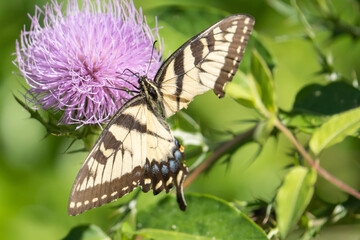 Injured pollinator butterfly with large section of its wing missing possibly due to a bird attack while in flight, yet the creature still pushes on feeding on a flower
