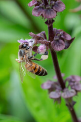 A bee collects pollen on a basil herb plant