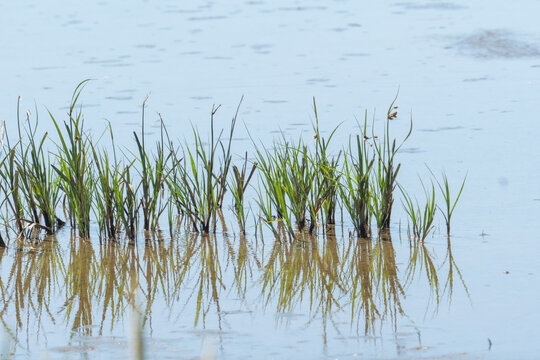 aquatic grass takes root and grows in the muddy soil in tidal shallow streams and river banks in coastal wetland marsh ecosystems with the reeds and plants providing food and habitat habitat for 