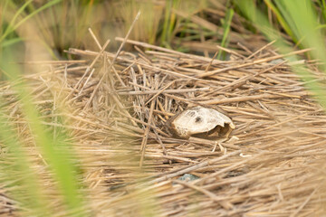 only a skeleton shell remains of a dead turtle that fell victim of predation in a swamp marsh wetland ecosystem, the amphibious reptile lays on a bed of straw