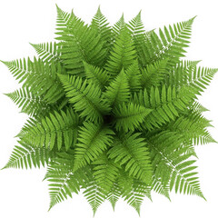 Top view of a vibrant green fern plant isolated on transparent background