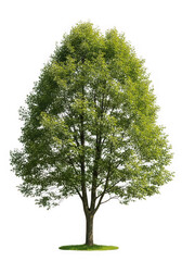 Lush green deciduous tree isolated on transparent background