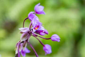Spathoglottis plicata, commonly known as the Philippine ground orchid, or large purple orchid. Moanalua Valley Trail , Honolulu, Oahu, Hawaii. Koʻolau Range / shield volcano.