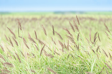 large wide open field of tall grass and reeds with dried seed pods of grain on top of stalk like grain agriculture farmland or coastal marsh and swamp wetland habitat