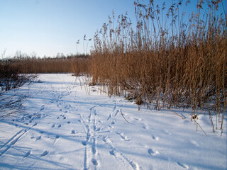 Animal tracks leading into a reed bed on a snowy winter field under clear blue sky, Estonia. Peaceful natural winter landscape with footprints and dry grass in sunlight.