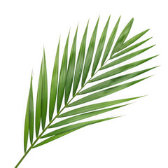 Green palm frond leaf isolated on transparent background
