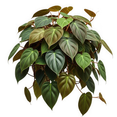 Heartleaf philodendron plant isolated on transparent background