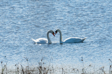 Mated pair of adult tundra swans in a coastal tidewater brackish lake in the southern range of their migration during winter months