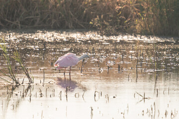 Backlit pink spoonbill bird wading and foraging for fish in tidal shallows along a coastal wetland in the Atlantic flyway