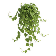Cascading green heart shaped leaves plant isolated on transparent background