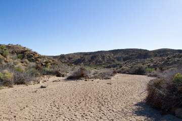 Sandy canyon floor of a dry hot and arid desert wash with cactus and shrubs in the summer heat with lack of rain causing drought.