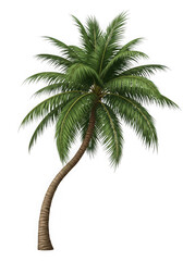 Curving palm tree with lush green fronds isolated on transparent background