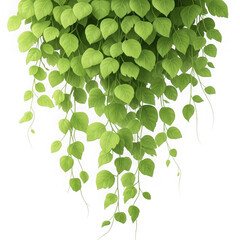 Vibrant green heart shaped leaves hanging plant isolated on transparent background