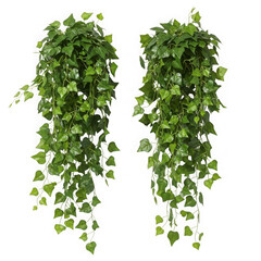 Two cascading artificial green ivy plants isolated on transparent background