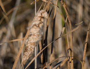 dry reeds in the wind