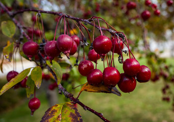 crabapple closeup 