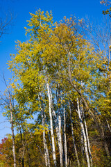 autumn in the forest