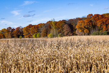 autumn in the cornfield