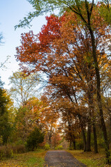 autumn trees in the park