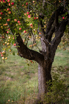Old fruit bearing apple tree loaded with sweet red delicious goodness. Gnarled heritage tree at least 100 years old still producing a plentiful bounty in the autumnal season in the San Juan Islands.