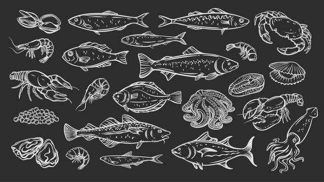 Seafood outline drawings in chalk style set. Marine animals and fish, hand drawn with white lines on dark background. Great for menu, food design, seafood packaging and fish market visuals. Vector