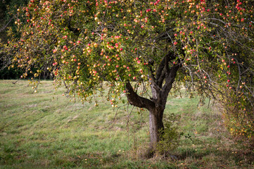 Old fruit bearing apple tree loaded with sweet red delicious goodness. Gnarled heritage tree at least 100 years old still producing a plentiful bounty in the autumnal season in the San Juan Islands.