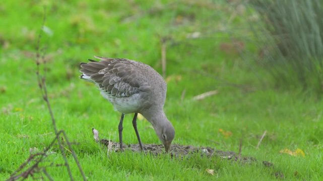 Black-tailed Godwits, Limosa limosa, bird on marshes