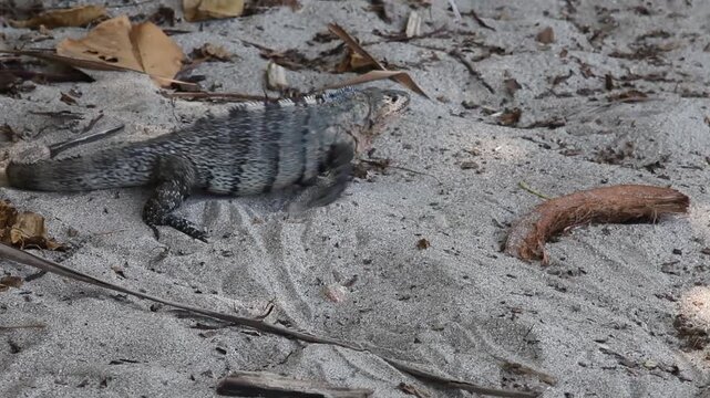 M&auml;nnlicher Schwarzleguan (Ctenosaura similis), eine Gattung mittelgro&szlig;er Echsen aus der Familie der Leguane (Iguanidae) in Costa Rica in freier Wildbahn.