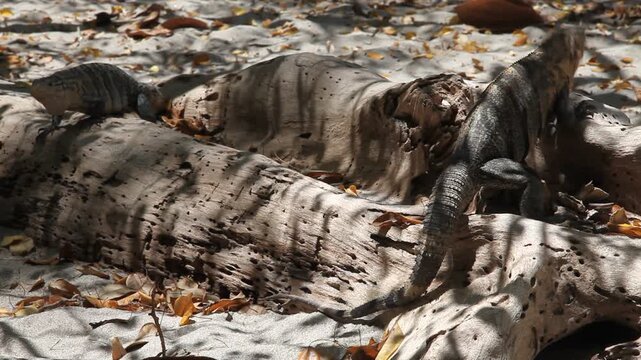 Schwarzleguan (Ctenosaura similis), eine Gattung mittelgro&szlig;er Echsen aus der Familie der Leguane (Iguanidae) in Costa Rica in freier Wildbahn. Drohgeb&auml;rde bei M&auml;nnchen.
