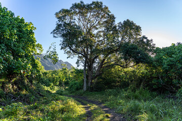 Mangifera indica, commonly known as the mango after its fruit, is an evergreen[3] species of flowering plant in the family Anacardiaceae.  Moanalua Valley Trail , Honolulu, Oahu, Hawaii. Koʻolau Range