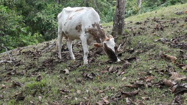 Junge Milchkuh auf einem Bauernhof in Costa Rica, Gras fressend. Es ist Trockenzeit.